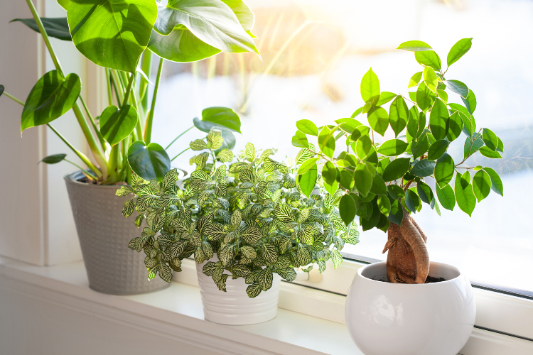 Sobne biljke koje vole mesto kraj prozora